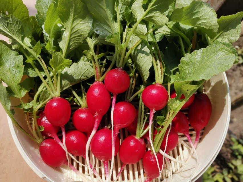 "樱桃萝卜",清香爽口,消食化痰,是春天最解腻的清口小菜