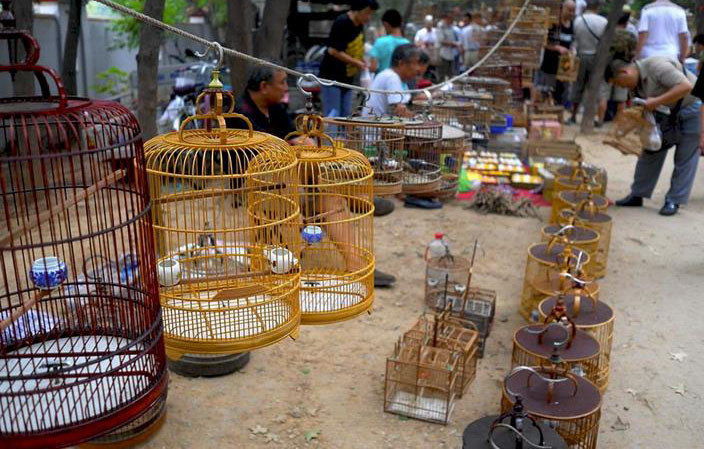广东一男子饲养和尚鹦鹉被抓，为国家保护动物，每只价值10000元
