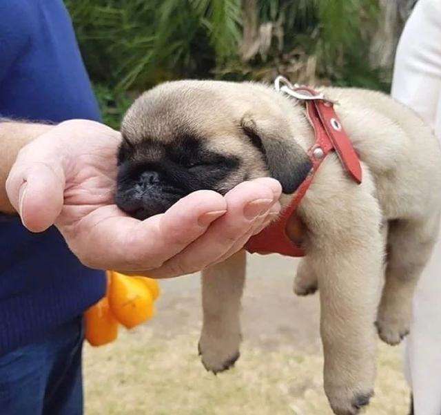 中国纯种犬有哪些