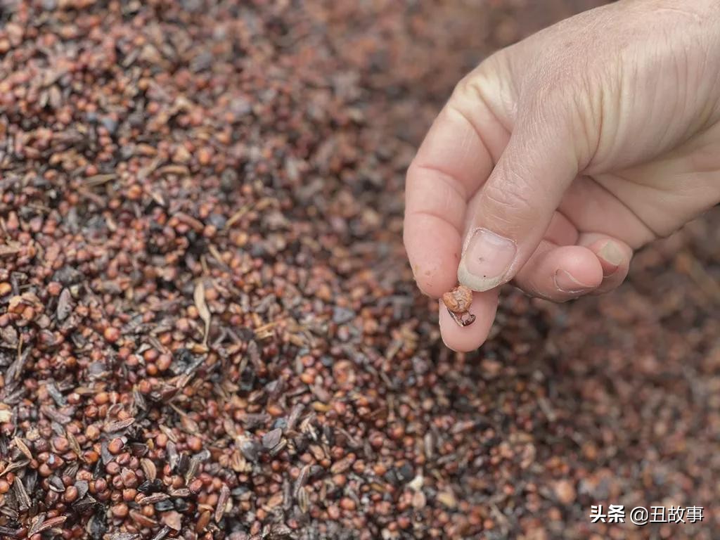 30岁辞职回乡学酿酒，父亲气得大骂