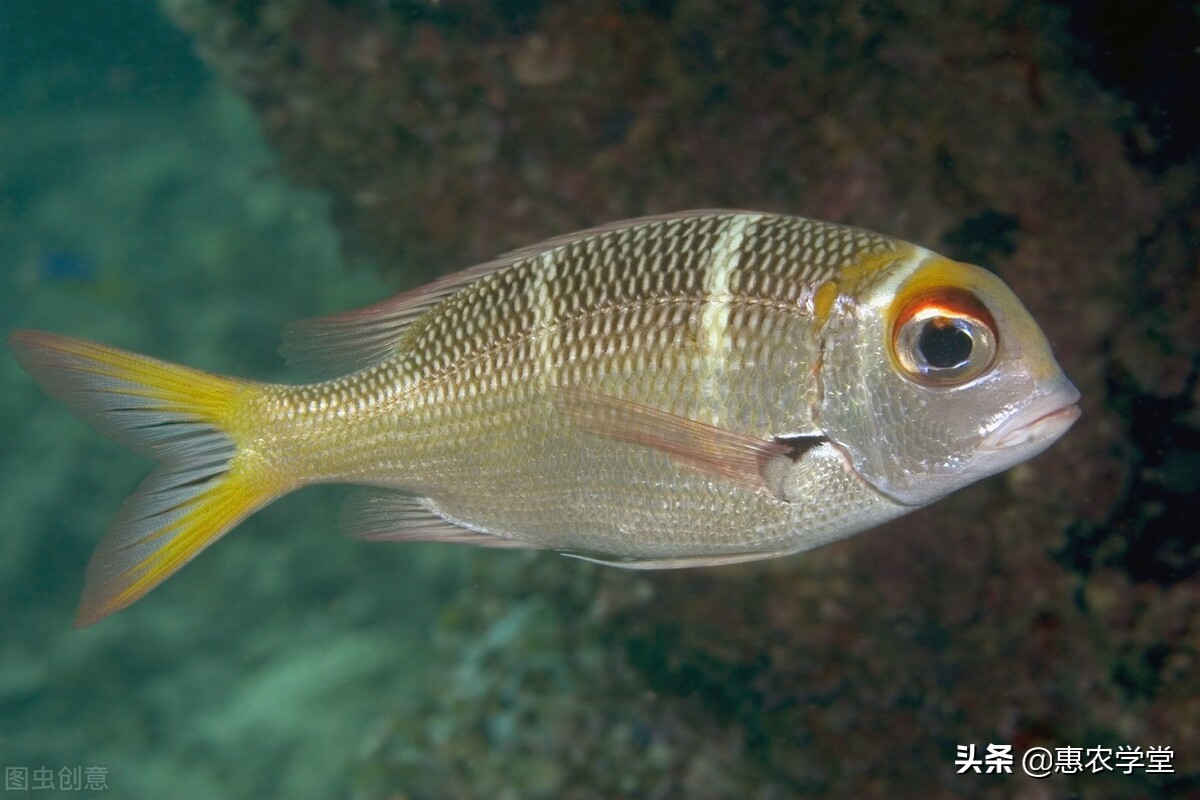 鯛魚是什麼魚(這種魚紅身大眼) - 百百科