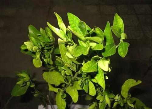 植物生理简介（植物生理的特性及土壤改良）