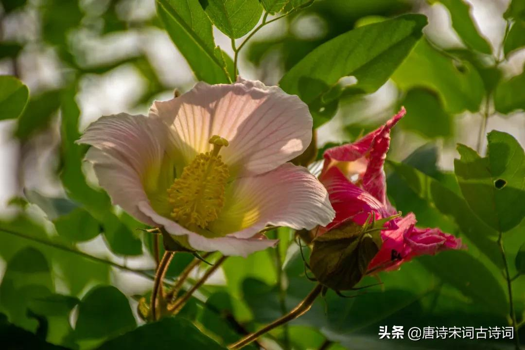 芙蓉花，醉了秋天