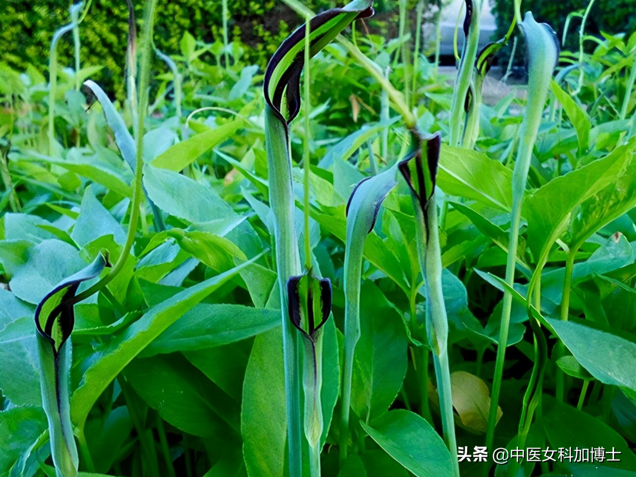 半夏的功效與作用圖片(半夏是什麼) - 赤虎壹號