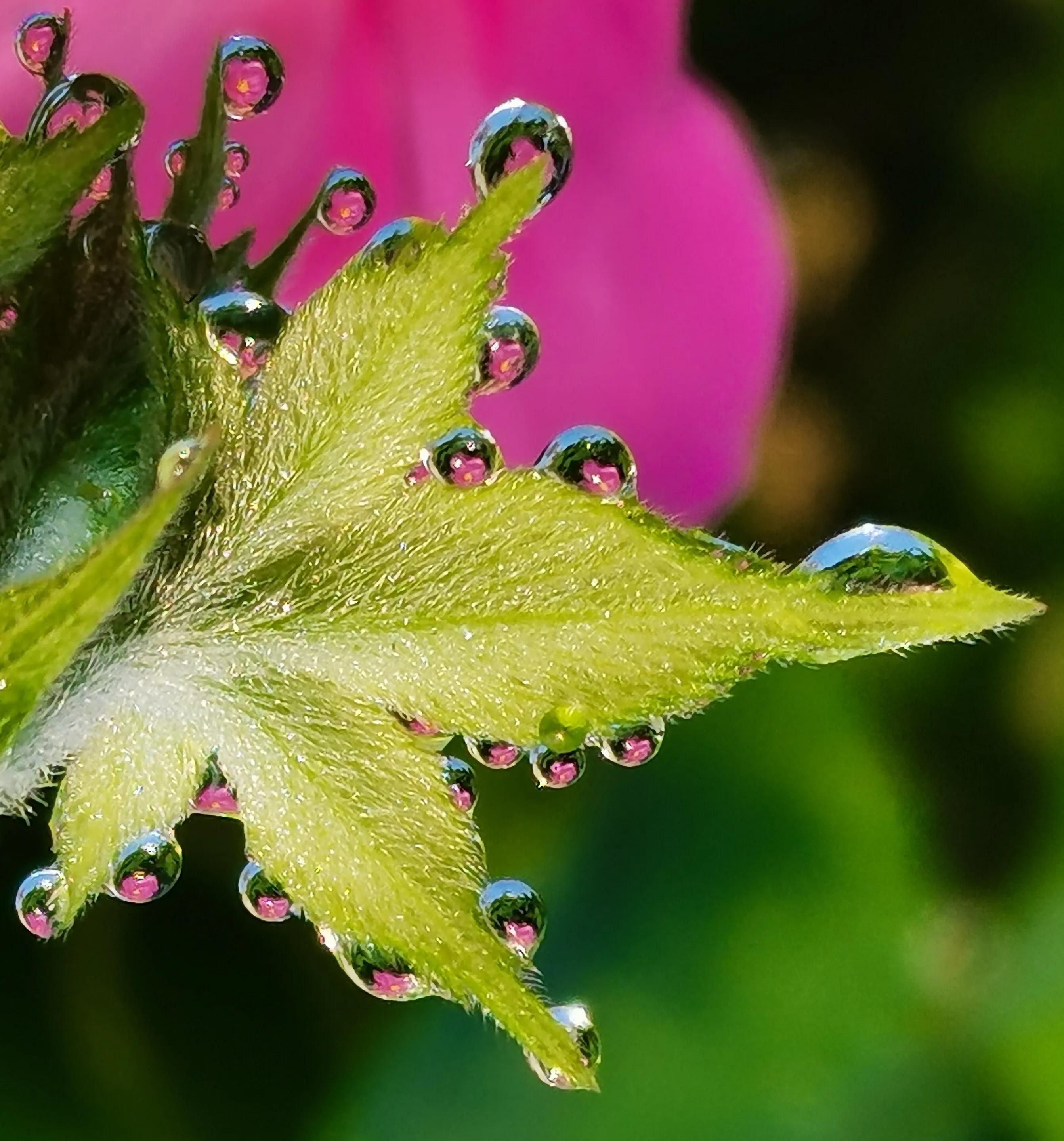 手拍世界（手机摄影平台）-群员作品集（总第733期）