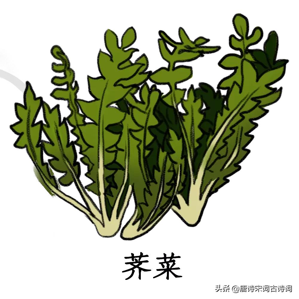 时绕麦田求野荠