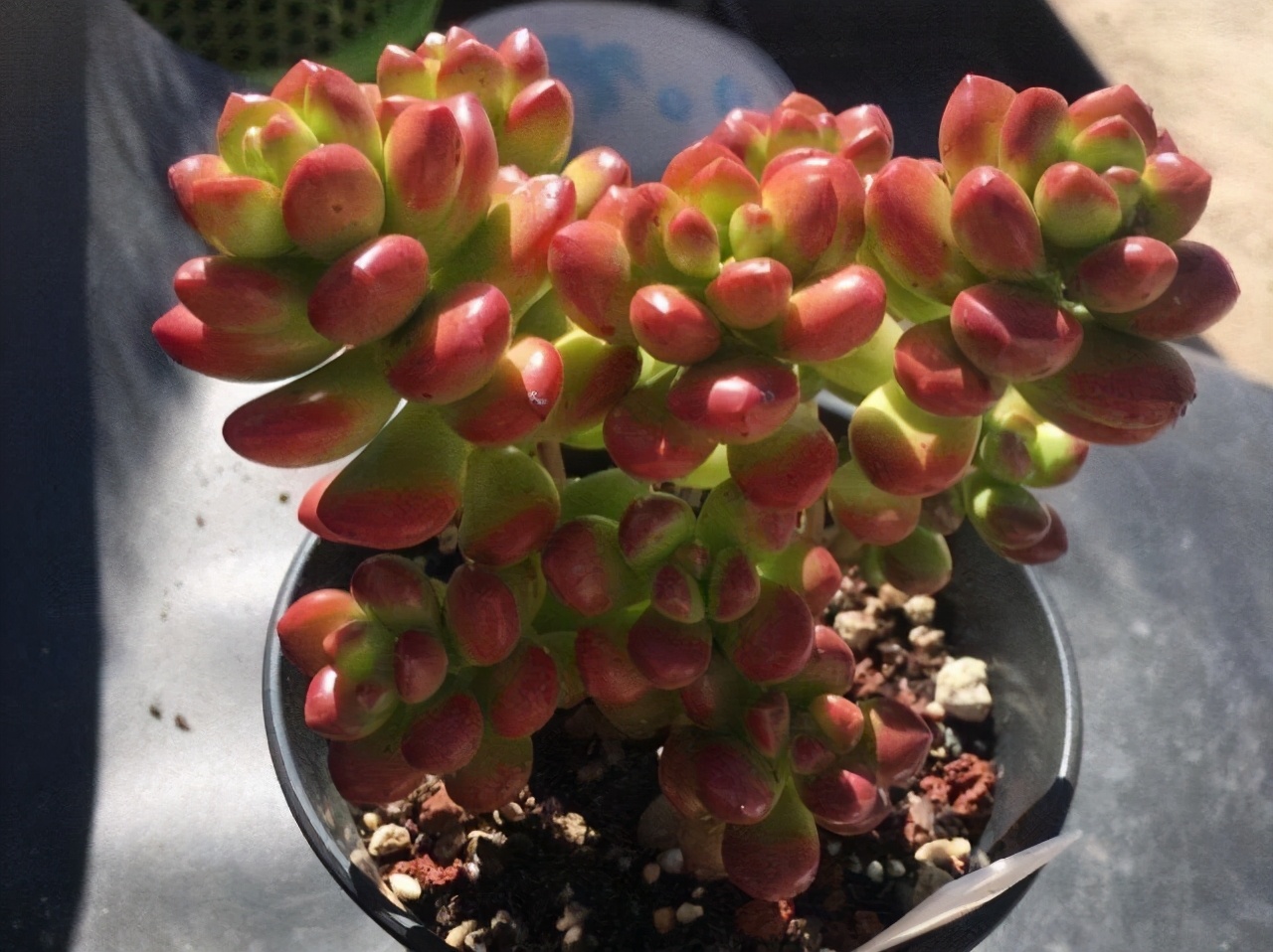 丸叶松绿多肉(喜欢带有香味的多肉,又嫌弃劳尔和百合莉莉难养,选丸叶