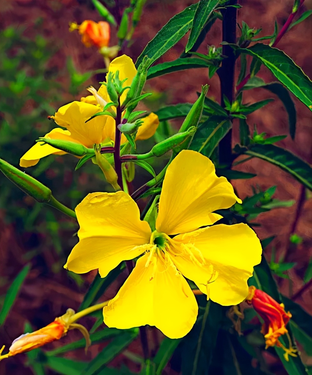 月见草花是什么（一句一图为你逐步揭开月见草的美丽面纱）