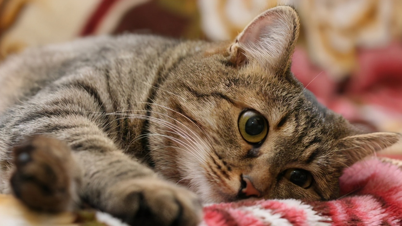 婴儿营养不良的表现（宠物猫如果有这几种情况）