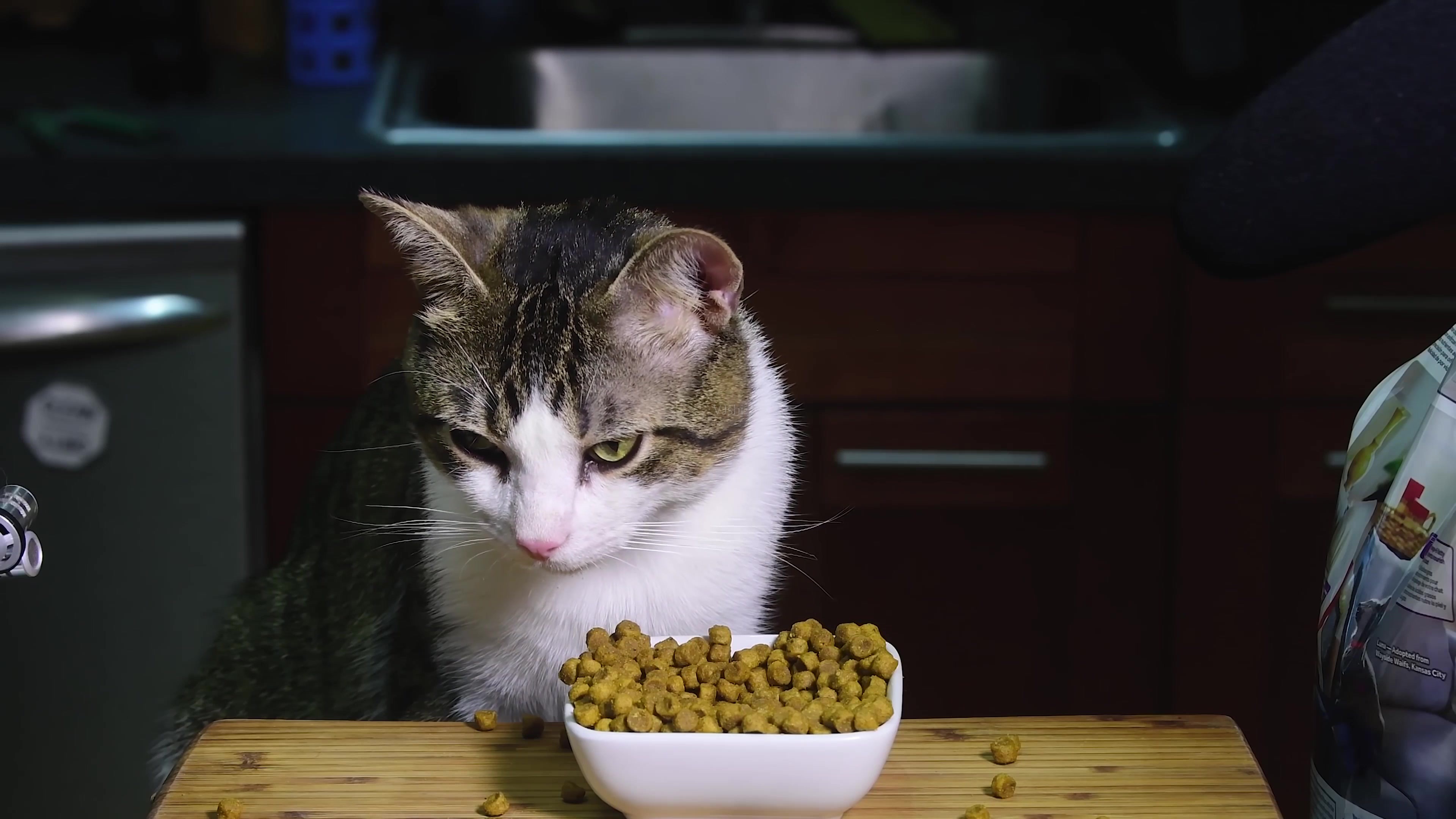 驱虫药猫咪哪个牌子好（宠主省钱必备的8种药品推荐）