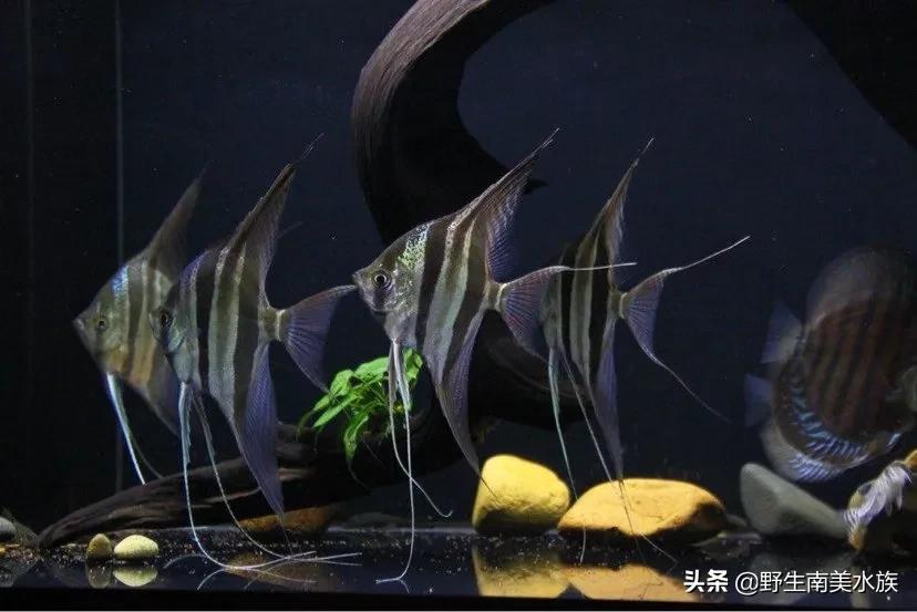 180mm埃及神仙是属于鲈形目慈鲷科,是野生原种神仙三大品种之一,也叫