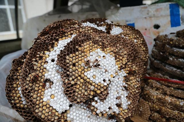 蜂巢价格是多少钱一斤(不可思议) - 价格百科