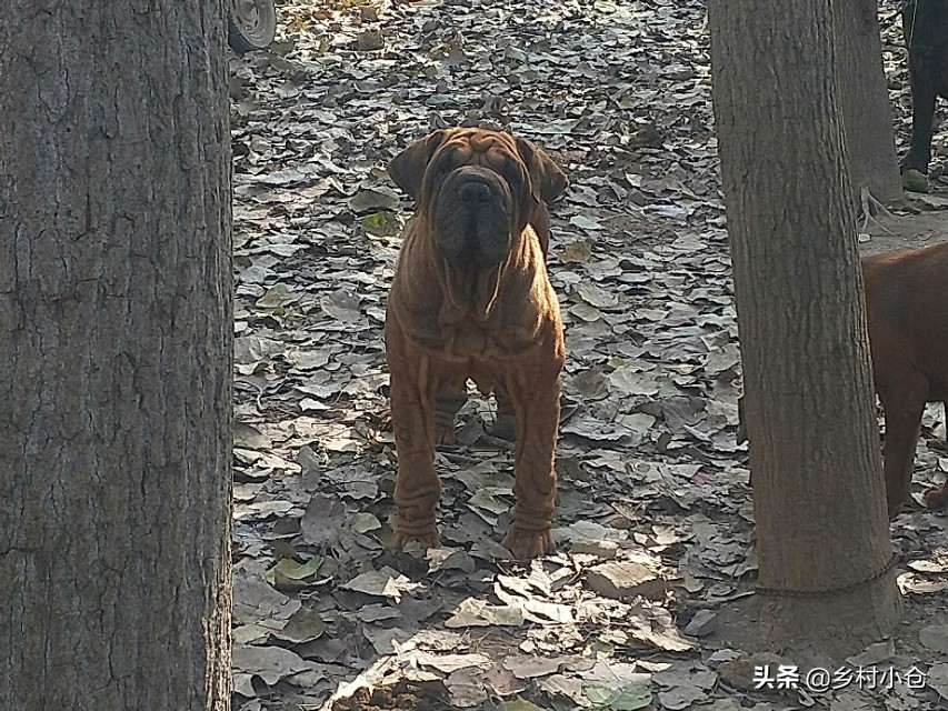 中亚猎狼犬，高狼，东北虎，比特等各种猛犬，农村狗市应有尽有