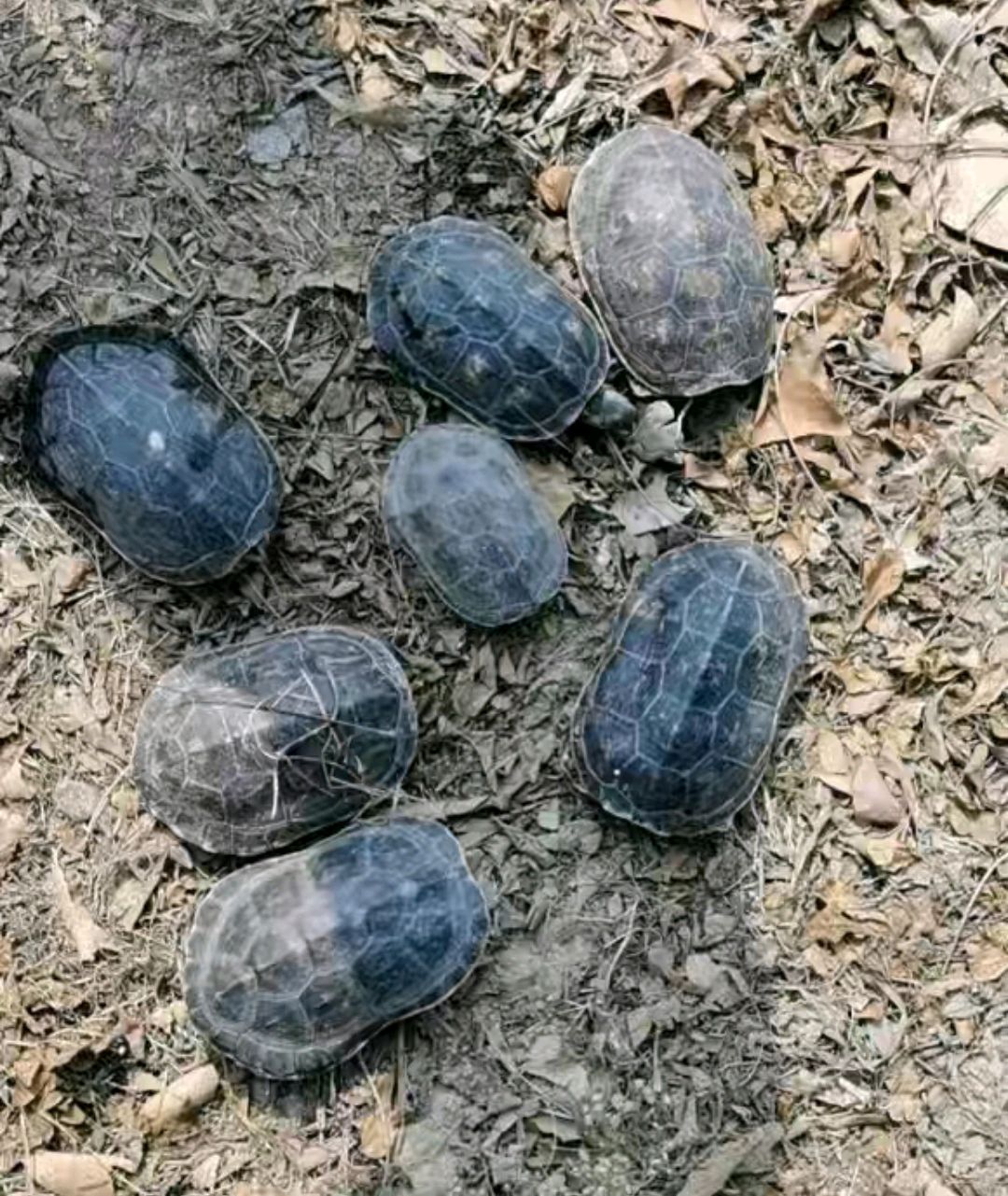 野生山乌龟图片(深山捡到一群) - 赤虎壹号