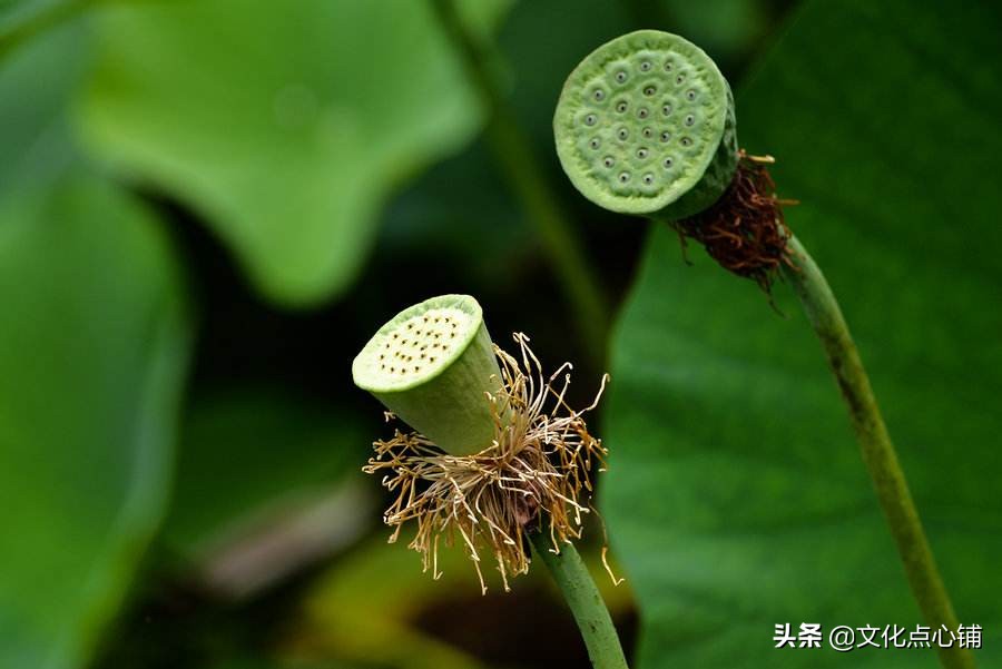 温一壶乡愁将往事喝个够，八首清新田园诗，唱给遥远故乡的歌