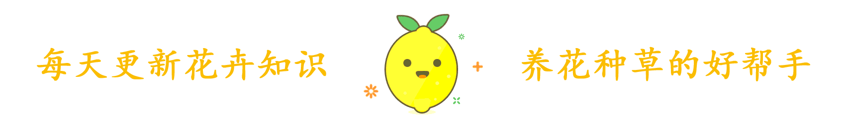 一束康乃馨多少錢,