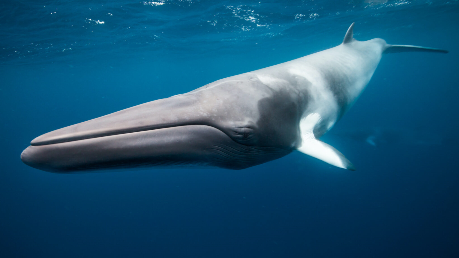 最大鲸鱼排行榜（盘点地球上最大的10种鲸鱼）