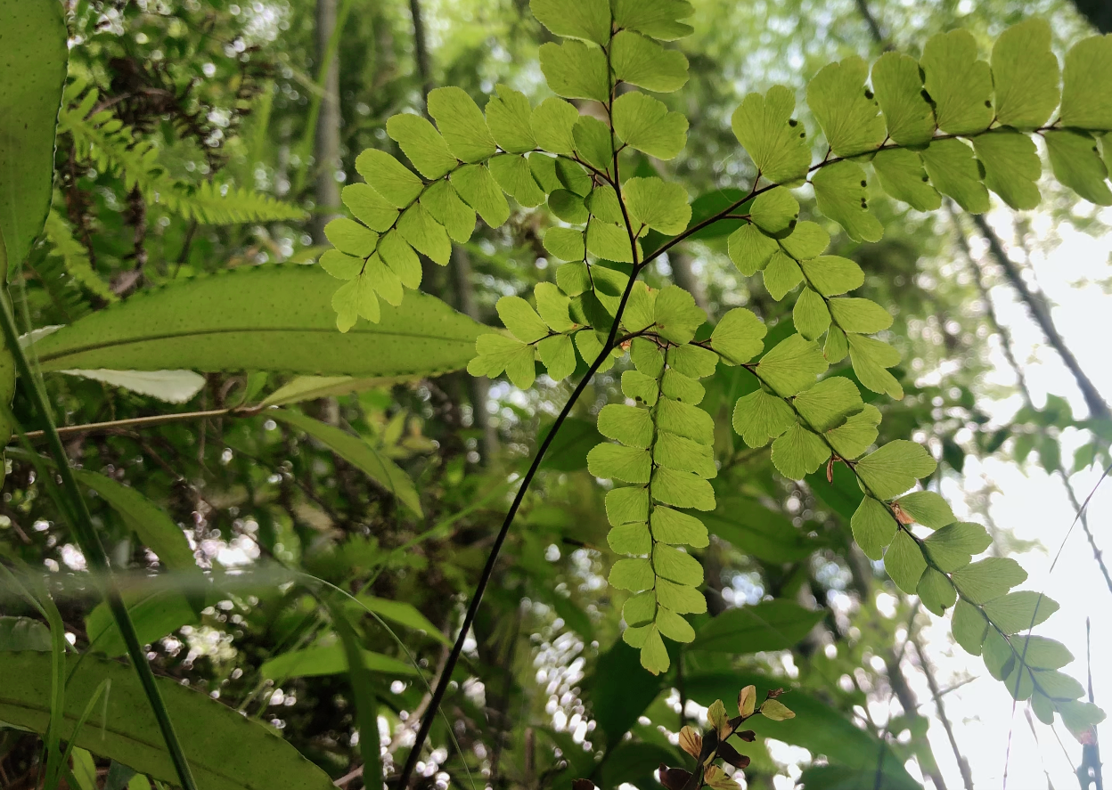 农村山里这种奇特植物,原来就是猪鬃草,都有哪些用途你知道吗?