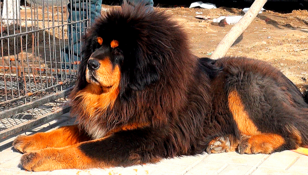 从4000万一只到沦为火锅食材,是谁戳破了藏獒市场的泡沫?