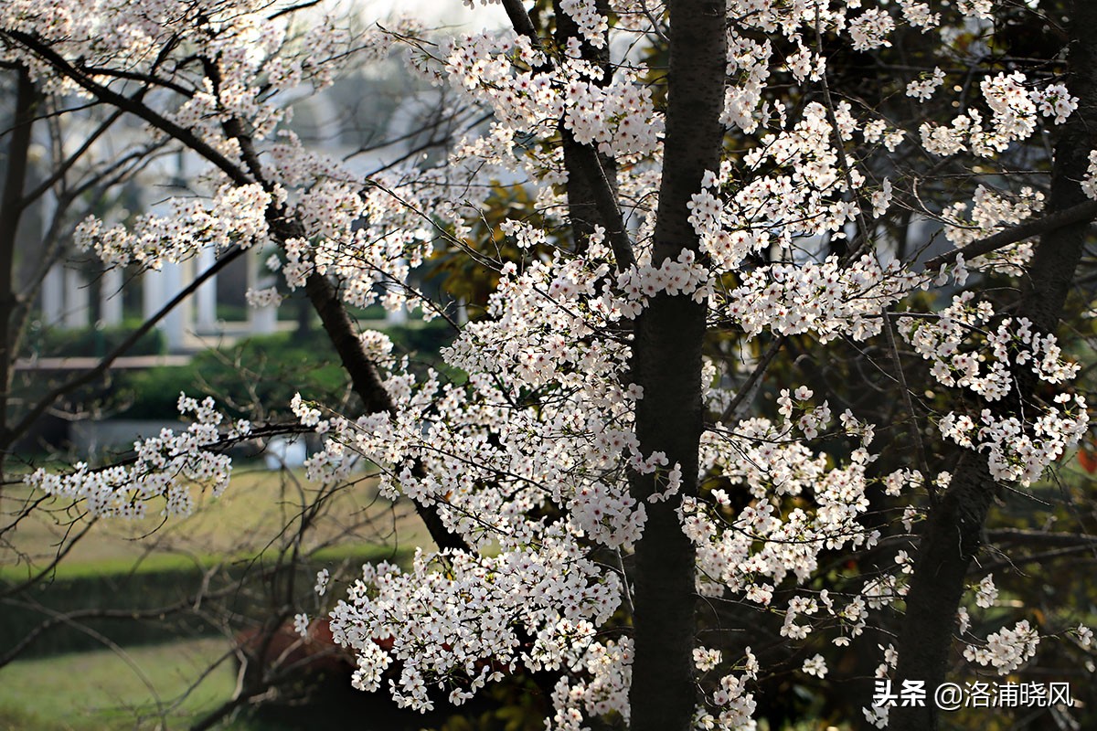 日本樱花文化（内涵揭秘日本樱花文化背后的冷知识）