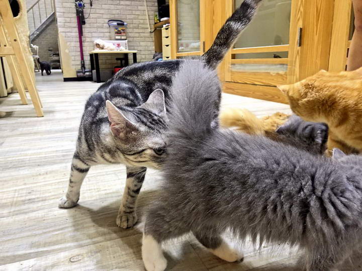 为什么我家的狗那么变态？和别家母狗一见面，就追着人家屁股闻？