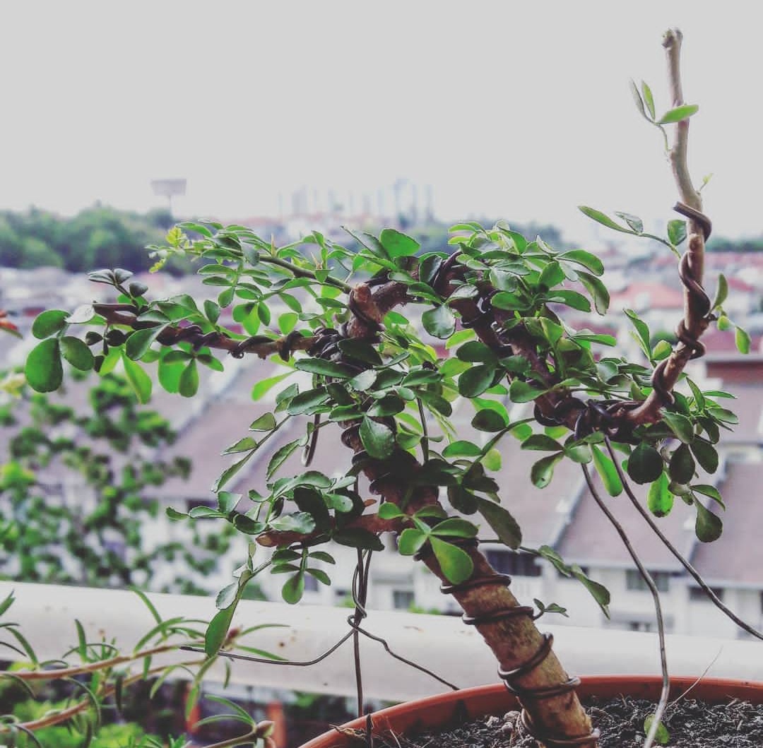 秦岭胡椒木盆景,既是花卉也是药材,把握四点制作技巧,价值翻番