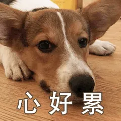 养一只狗,到底要花多少钱?