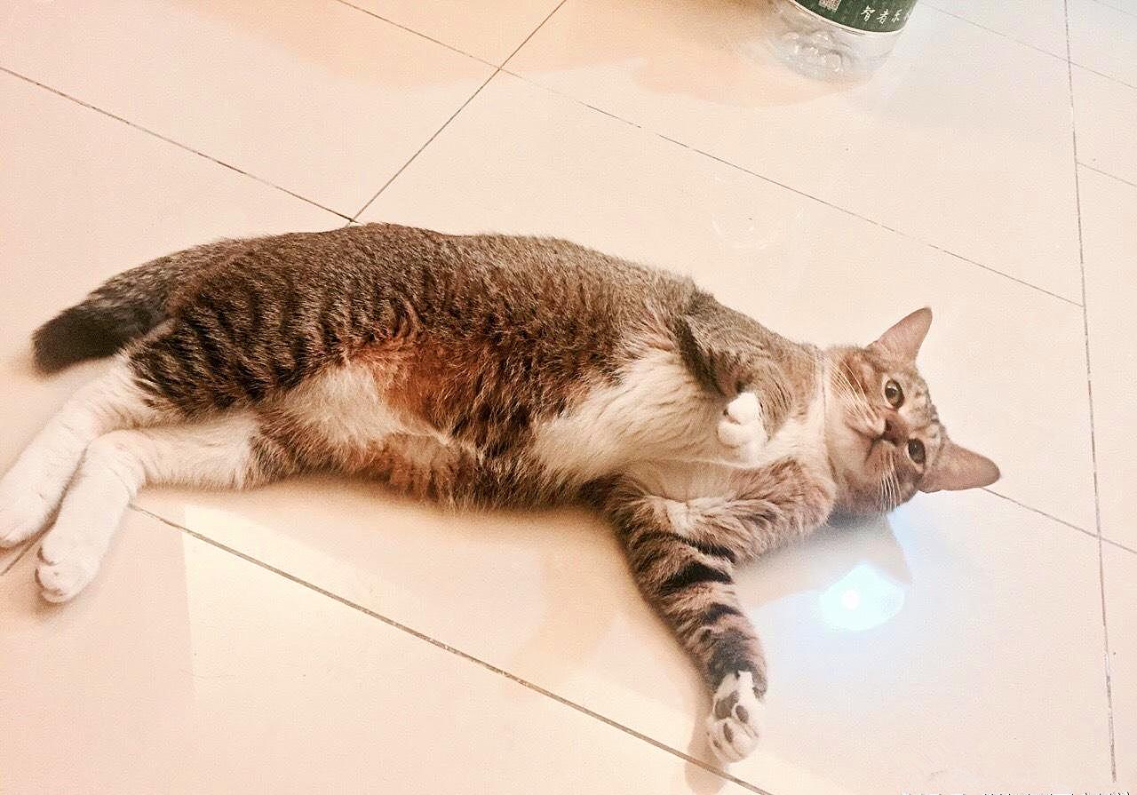 猫咪打呼并非睡眠质量高，还有感染疾病的可能，主人应提高警惕