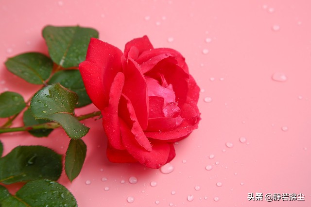 现代微型诗组诗：花系列