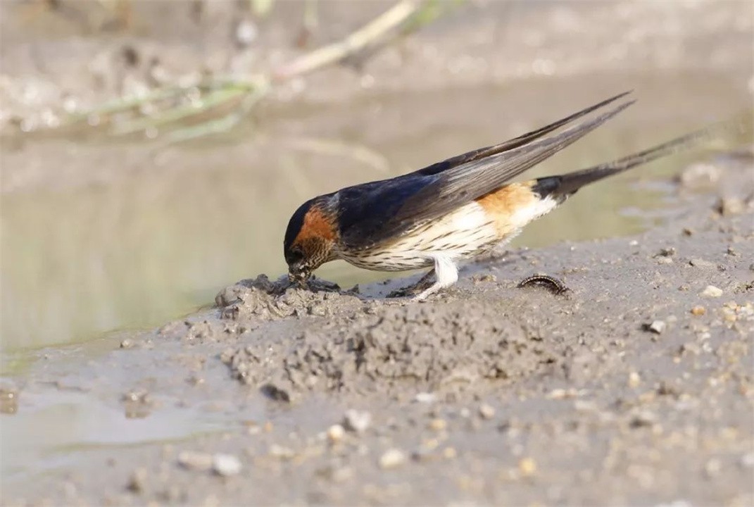 我国的燕子去"南方"过冬,最远飞到南非,如何跨越2.5万公里?