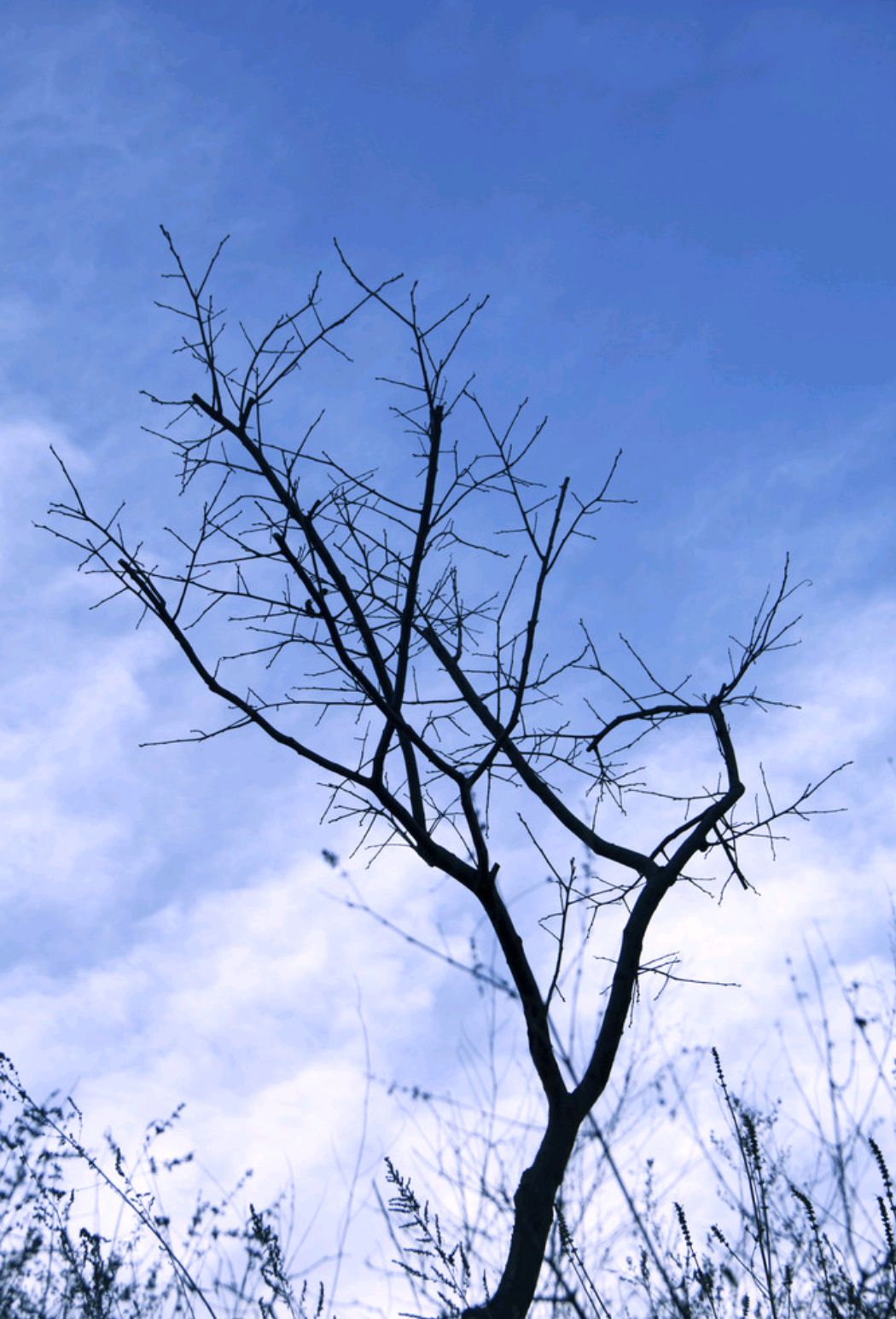 散文：心有阳光，必有诗与远方；心中有暖，何惧人生苍凉