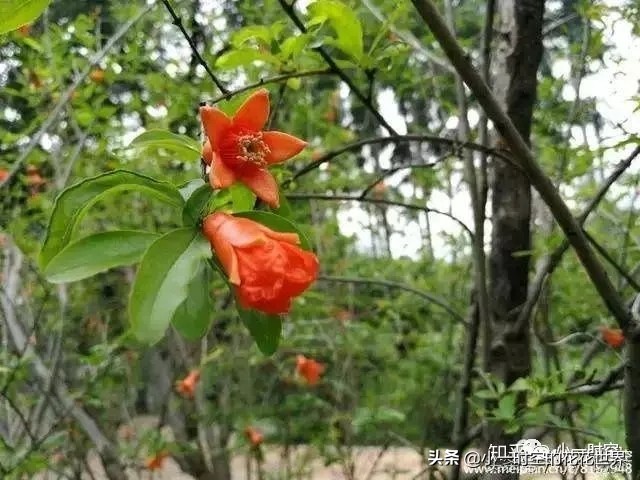 诗情花意：夏花灿烂，最美是这朵。两首古诗，尽述此花之妙！