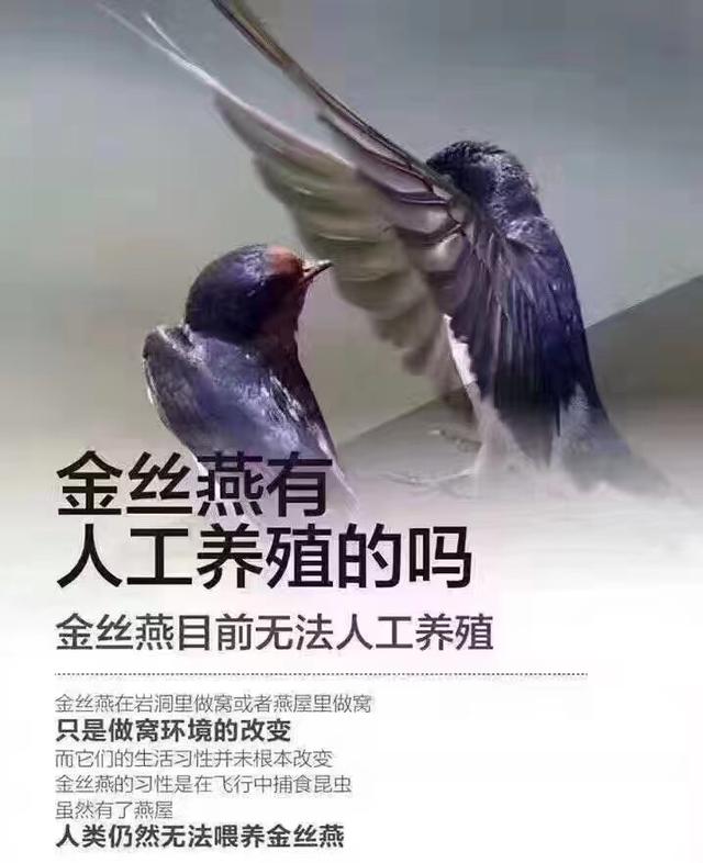 黄唇鱼鳔(全世界的渣渣，只有中国人当成宝的燕窝，真是燕子的口水吗？)