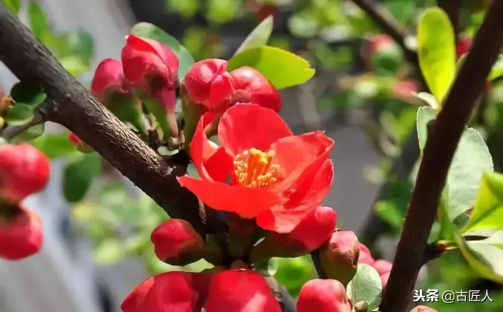 万紫千红的百花汇（百花汇中富含诗意的花）