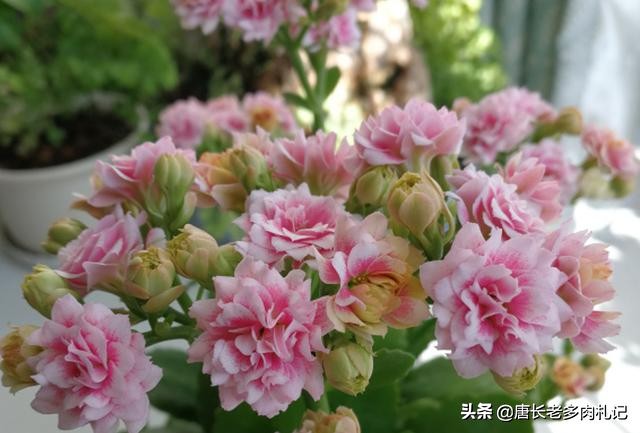 长寿花为什么致癌？重瓣长寿花还会致癌是真的吗？