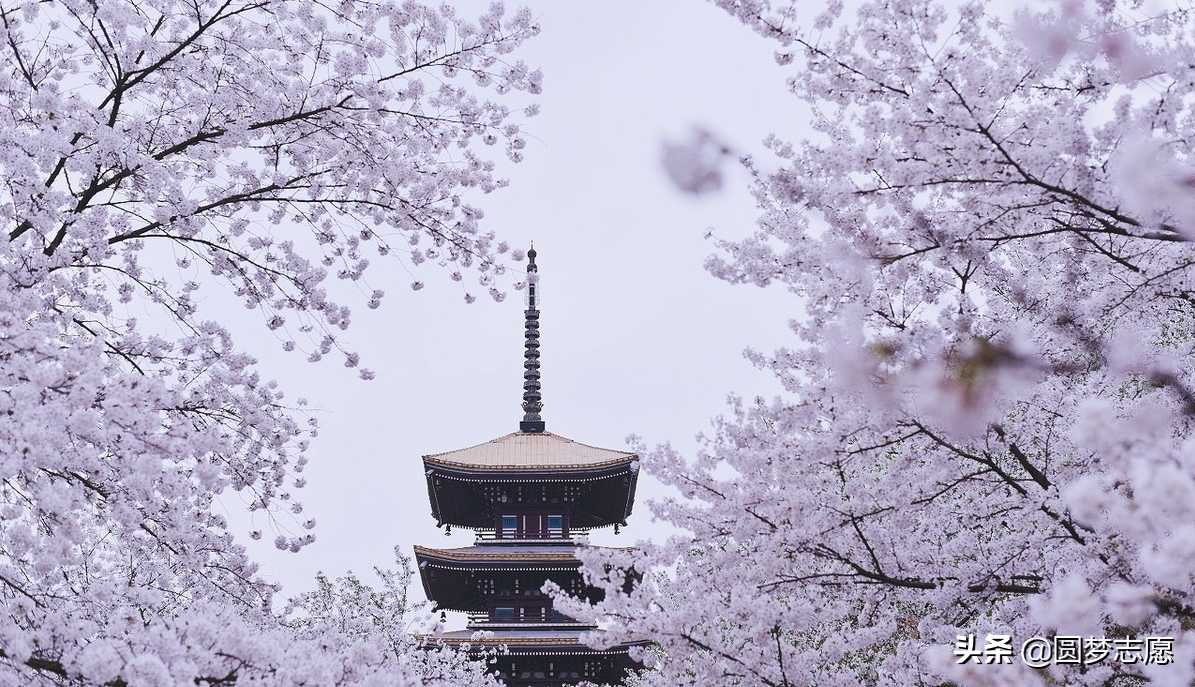 想学口腔医学专业报什么大学好？这4所顶尖院校，考上就不愁就业