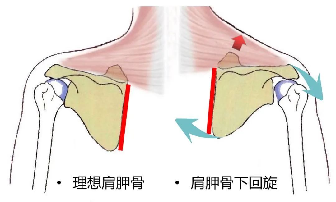 鞠婧祎最真实生图流出，山根粗壮被嘲水泥柱，有没有整容一目了然