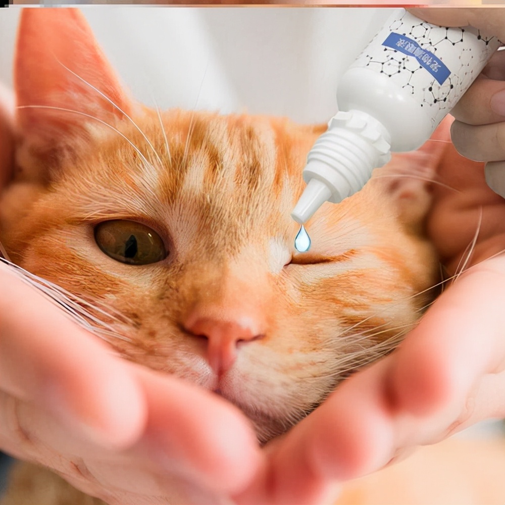 驱虫药猫咪哪个牌子好（宠主省钱必备的8种药品推荐）