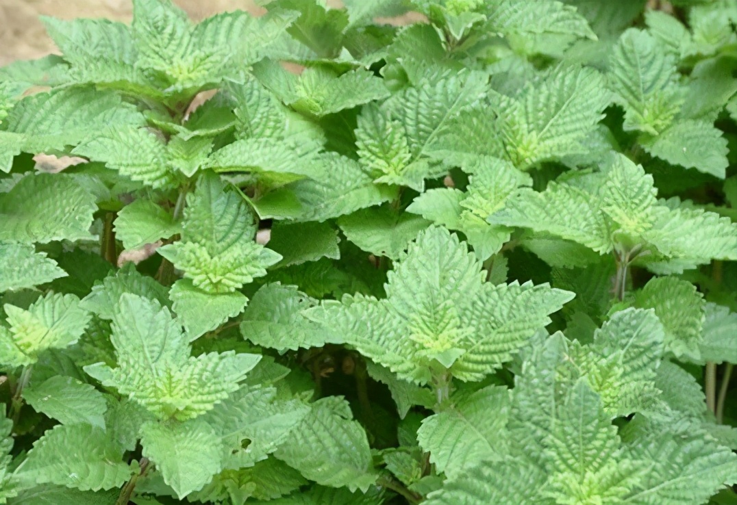 烧仙草是什么草?长得酷似薄荷,常被误认成杂草,在南方种植多年