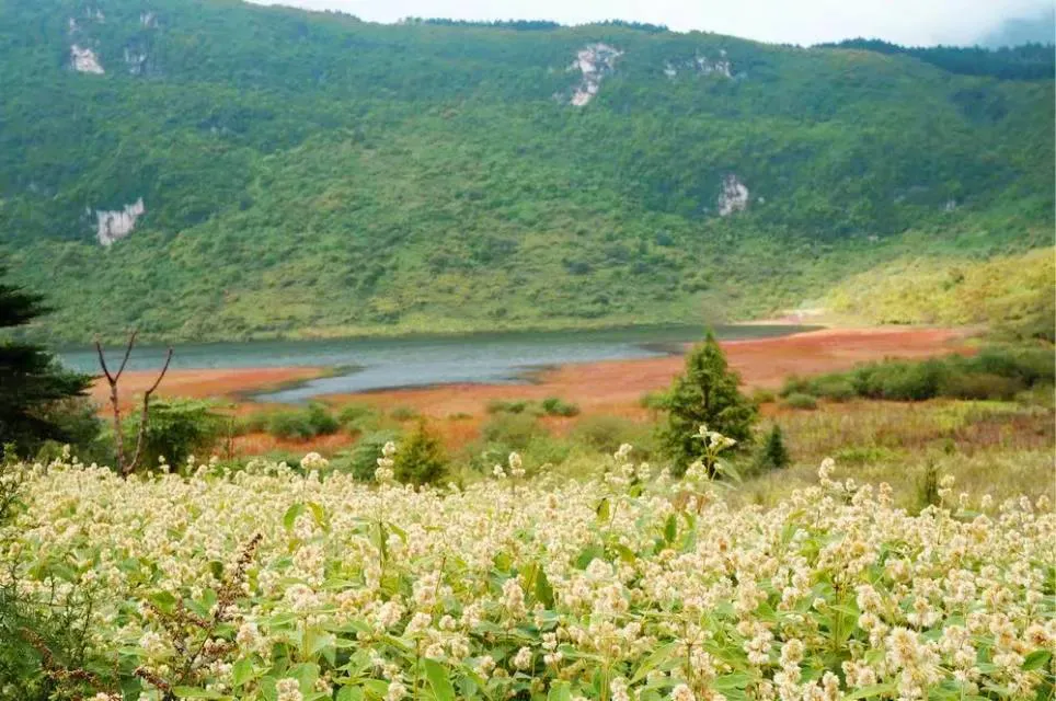 不收门票的世界级风景！赏万亩夏花、观云海日出…成都2天耍来回