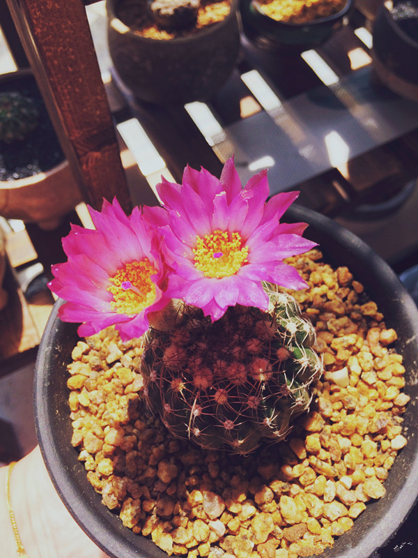 仙人球里的“仙子”,花朵超美,开花勤快,种植容易,是盆栽佳品