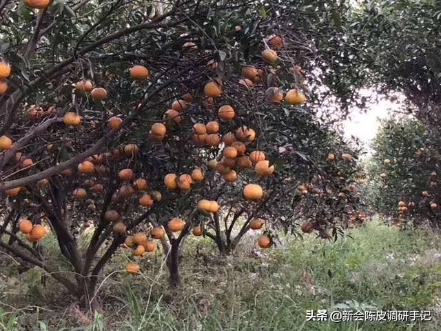 新会陈皮“定价公式”曝光：数着“年份”，算出陈皮价格“水份”