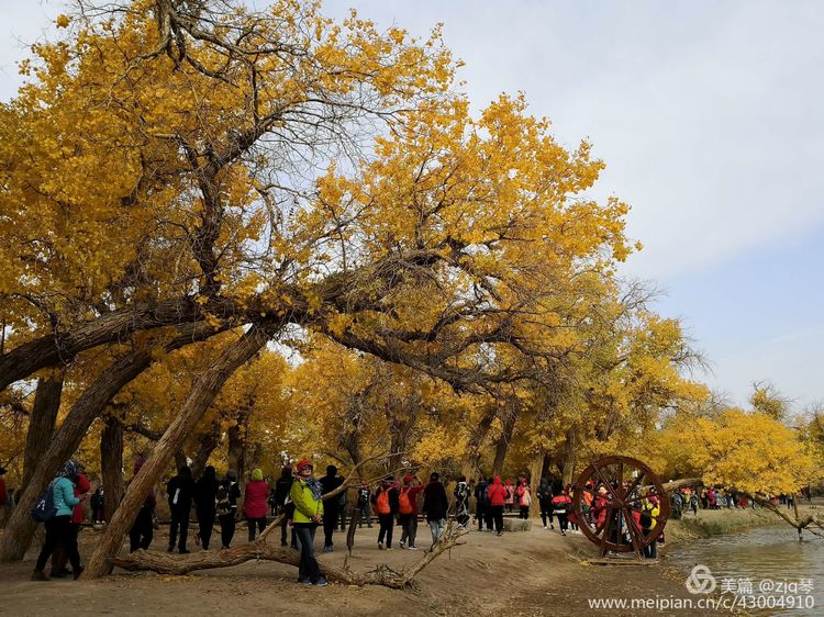 2019西北行｜胡杨：生而千年不死，死而千年不倒，倒而千年不朽