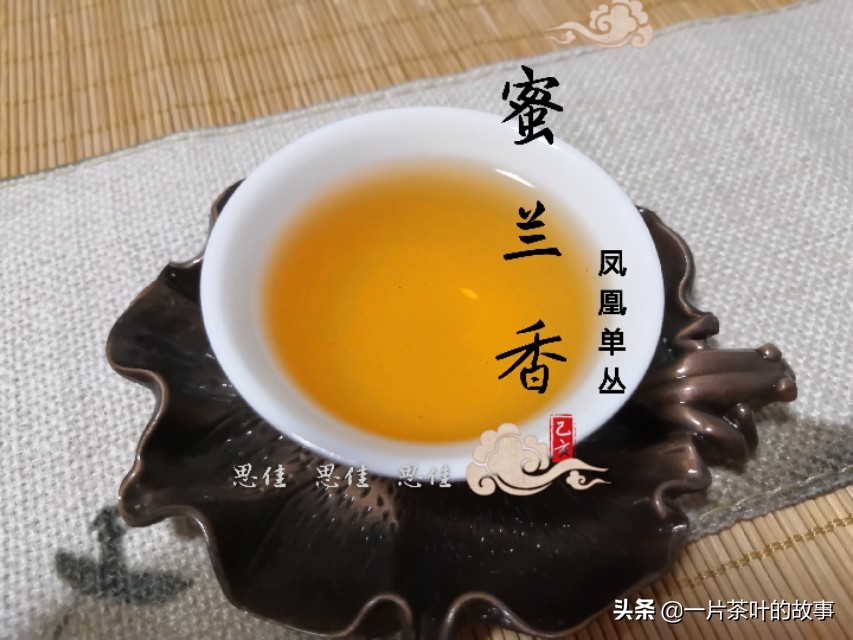 凤凰单丛茶是属于什么茶（一分钟全方位了解凤凰单丛）