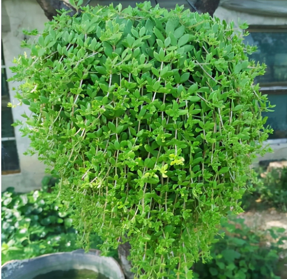 垂盆草:因超强生命力遭憎恨,城里却当多肉种,1盆20元很抢手