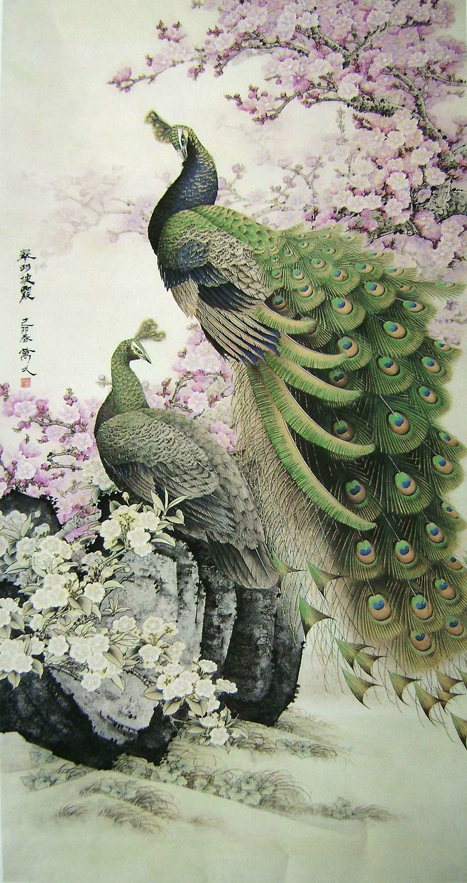 高贵,冷艳的白孔雀