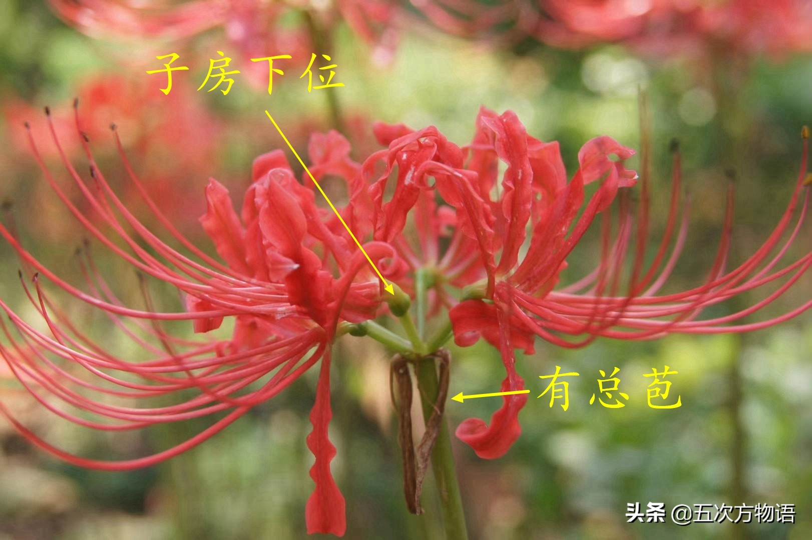 藠头读音及国内葱属蔬菜全解析