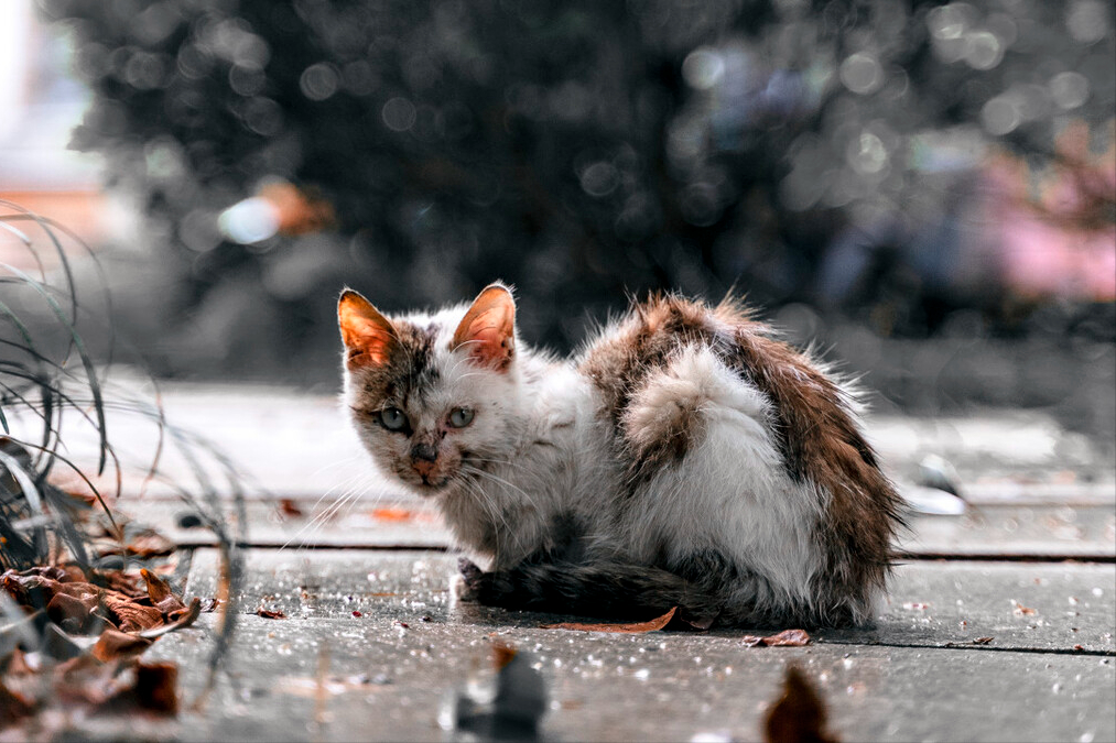 大学请不要养宠物