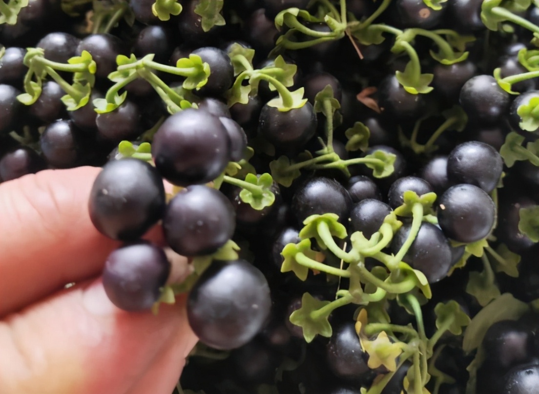 儿时却当零食吃,叶子还能做菜葡萄,这是我国南北方都有种植的水果