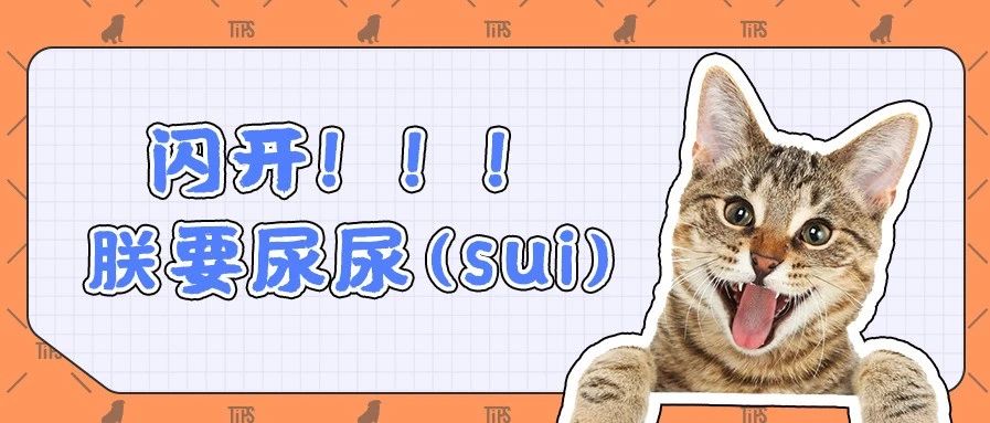彻底清除猫尿异味的有效方法